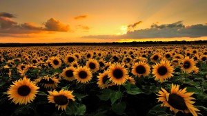 BLOG - Summer Sunflowers in Fort Wayne