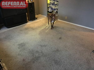 Carpet - Dirty Living Room Carpet From Dog