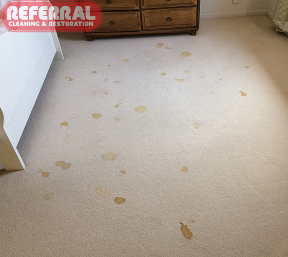Dog Urine Stains 53 Off, How Do You Remove Dog Urine Stains From Hardwood Floors