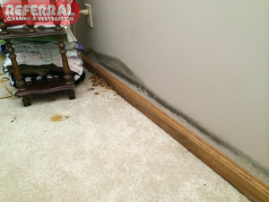 Mold - Mushrooms and Black Mold Growing In Water Damaged Basement