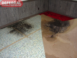 Mold - Water leak caused mold on jute back carpet and pad