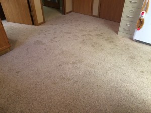 Urine Spot 1-1 Pet Urine Spots On Carpet In Fort Wayne Home